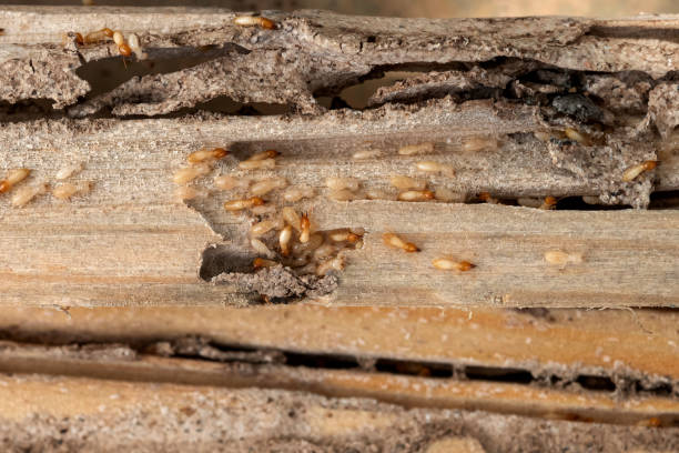 Best Pest Prevention Services  in Hellertown, PA