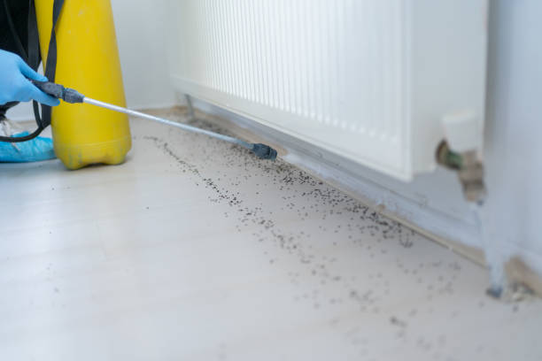 Best Termite Control Services  in Hellertown, PA